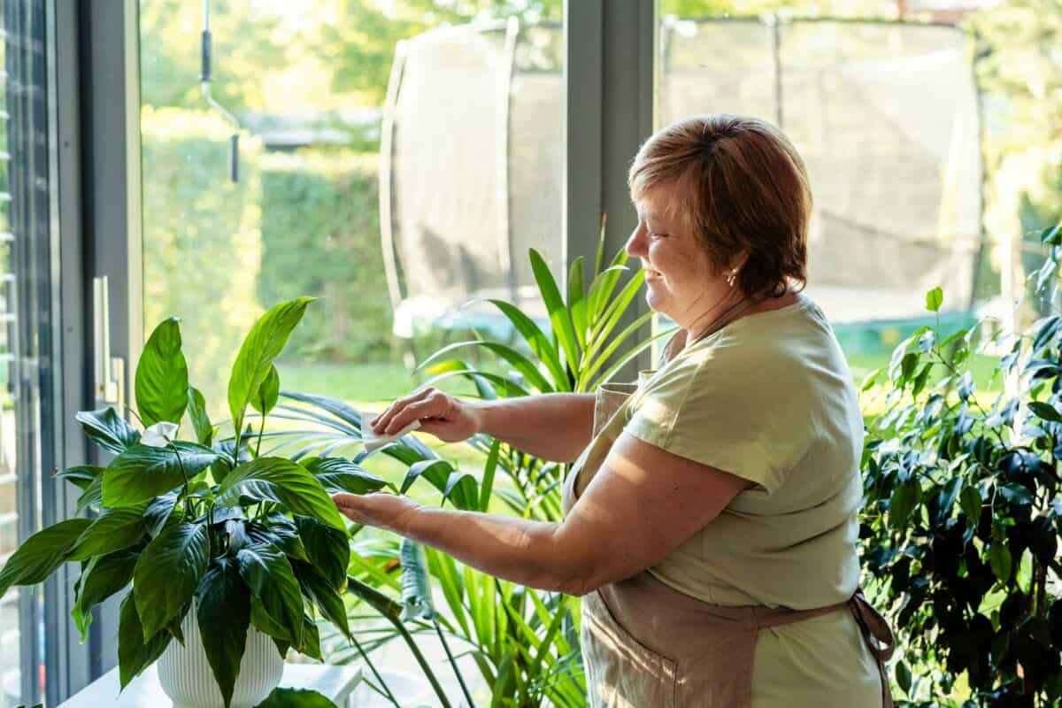 Femme âgée s'occupant de ses plantes à la maison et nettoyant les feuilles de la poussière
