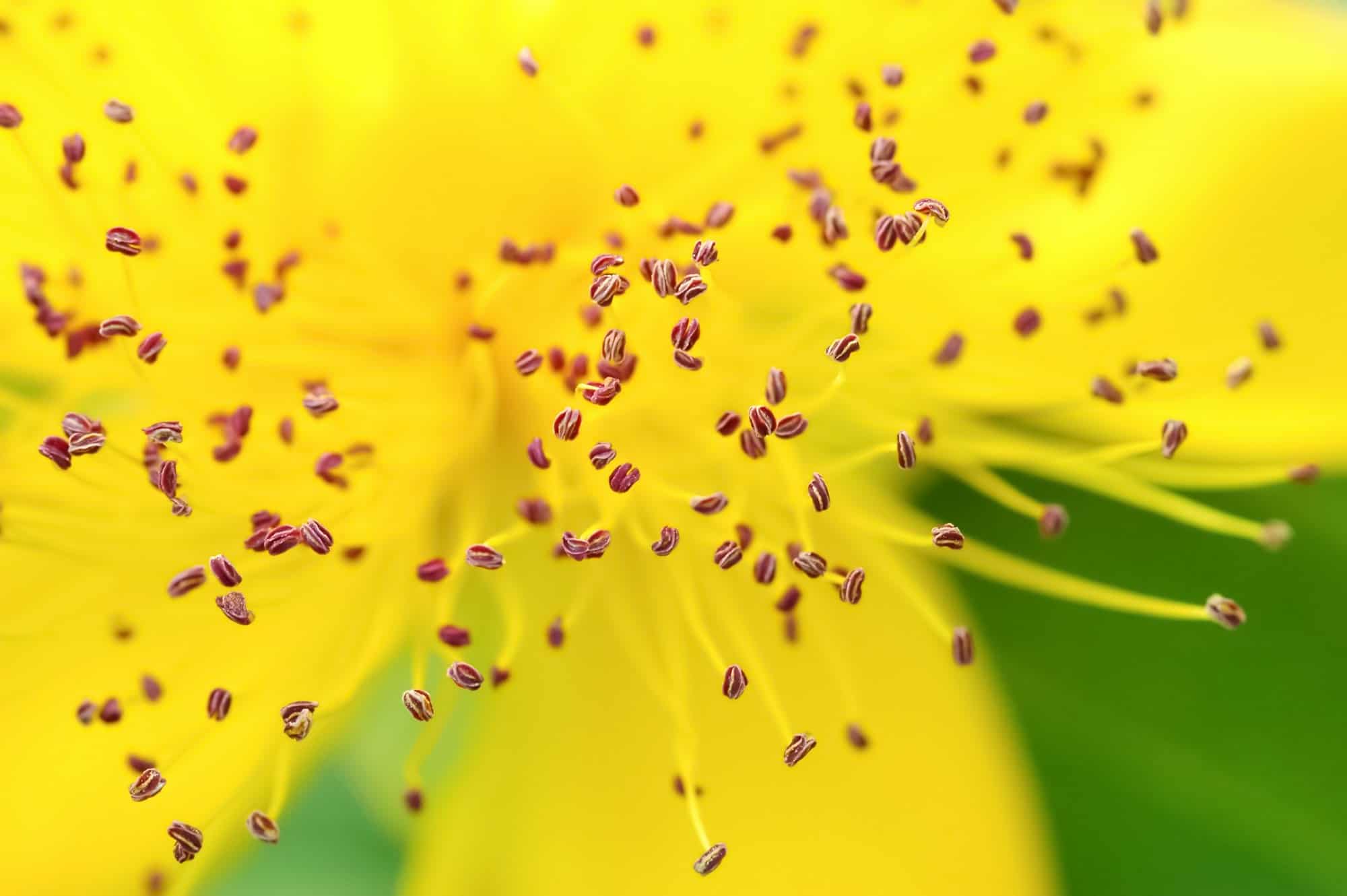 pollen