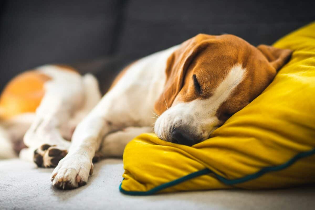 Un chien Beagle fatigué dort sur un canapé confortable, sur un coussin jaune.